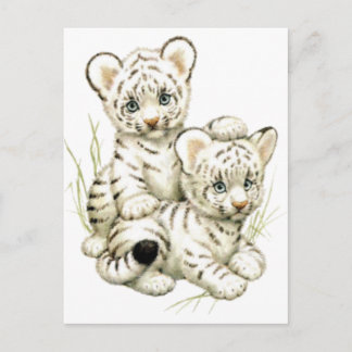 Niedliche White Tiger Cubs Postkarte