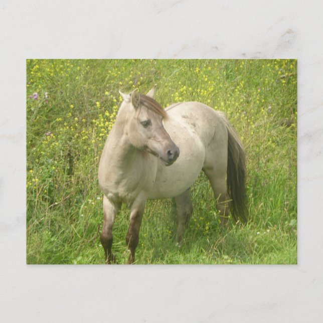 Niedliche Wild Horse DIY Postkarte (Vorderseite)