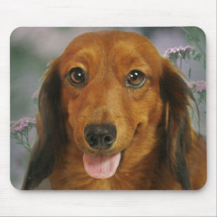 Niedliche wilde Blumen der Dackel-(Brown Mousepad