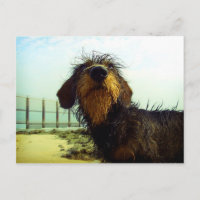 Niedliche wiredhair Dackel am Strand