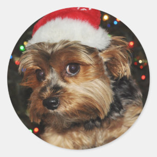 Niedliche Yorkie mit Weihnachtsmannmütze Runder Aufkleber