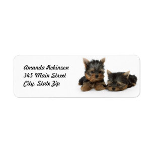 Niedliche Yorkshire Terrier Welpen