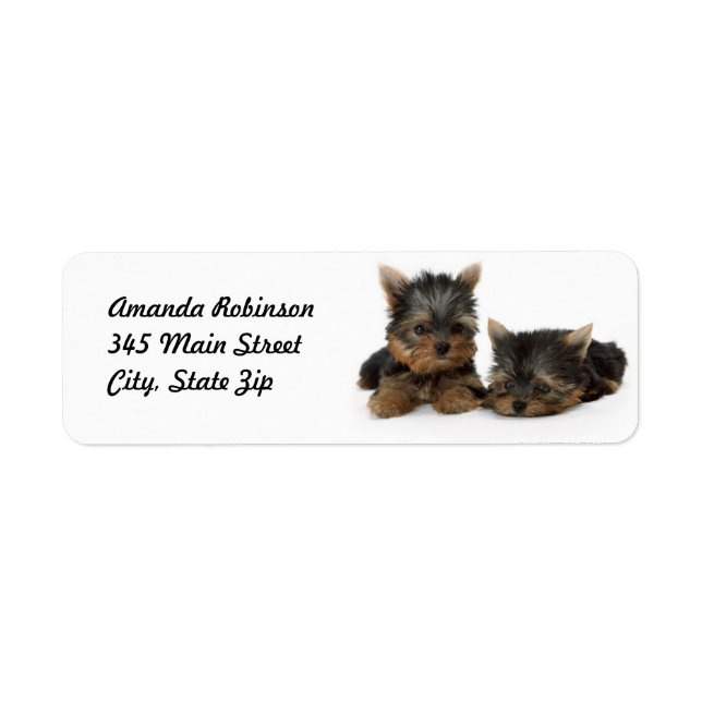 Niedliche Yorkshire Terrier Welpen (Vorne)