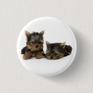 Niedliche Yorkshire Terrier Welpen Button