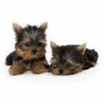 Niedliche Yorkshire Terrier Welpen Fotoskulptur Schlüsselanhänger<br><div class="desc">Yorkshire Terrier Puppies Fotoskulptur</div>