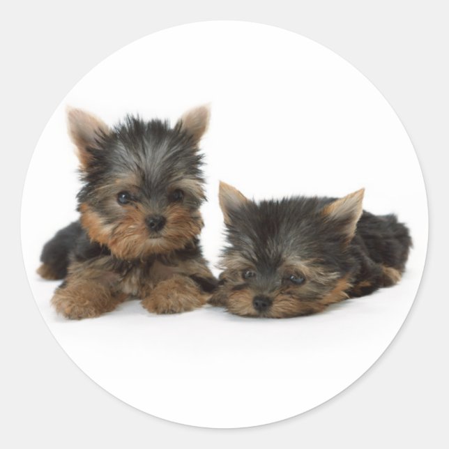 Niedliche Yorkshire Terrier Welpen Runder Aufkleber (Vorderseite)