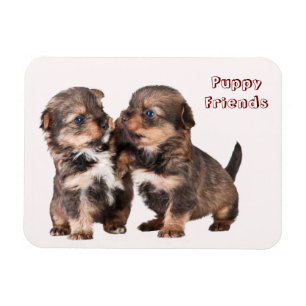Niedliche Yorkshire-Welpen Magnet