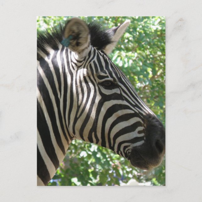 Niedliche Zebra Postkarte (Vorderseite)