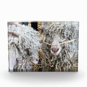 NIEDLICHE ZIEGEN FOTOBLOCK