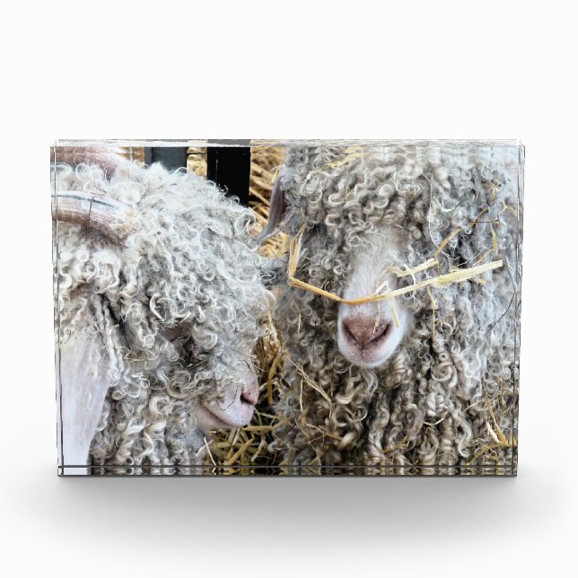 NIEDLICHE ZIEGEN FOTOBLOCK (Vorderseite)