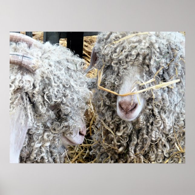 NIEDLICHE ZIEGEN POSTER (Vorne)