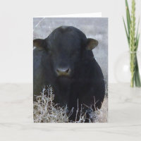 Niedlicher Abschluss Glückwunsch Ranch Farm Bull
