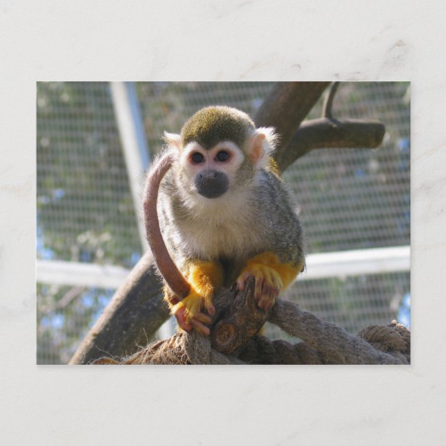 Niedlicher Affe Postkarte (Vorderseite)