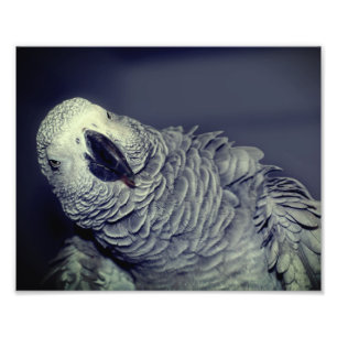Niedlicher Afrikanischer Papagei 8x10 Fotodruck