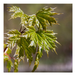 Niedlicher Ahornzweig mit kleinen Blätter Poster