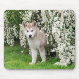 Niedlicher Alaskan Malamute Dog Welpe in Blume Fot Mousepad