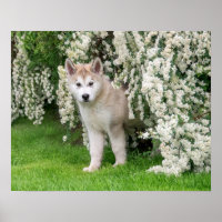 Niedlicher Alaskan Malamute Dog Welpe in Blume Fot