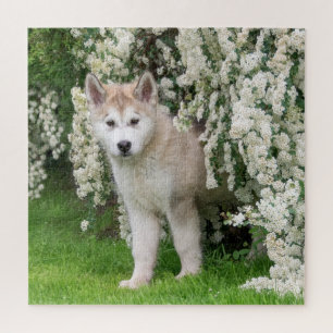 Niedlicher Alaskan Malamute Dog Welpe in Blume Fot Puzzle