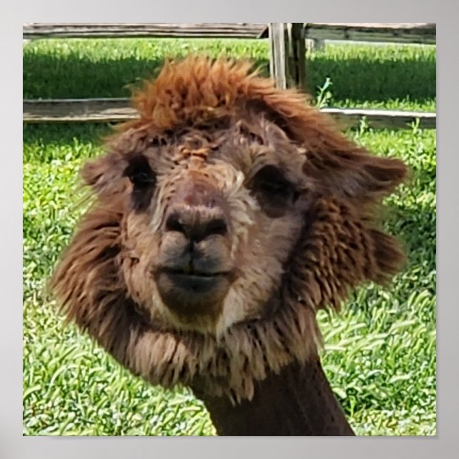 Niedlicher Alpaca-Haarschnitt Poster (Vorne)