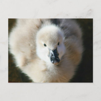 Niedlicher Angriff! Postkarte