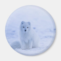 Niedlicher arktischer Fox im Hintergrund des schne