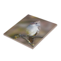 Niedlicher ash-gethroter Flycatcher-Songbird am Zw