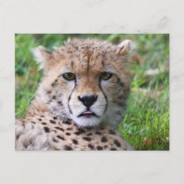 Niedlicher Baby Cheetah Nah Postkarte