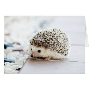 Niedlicher Baby-Igel