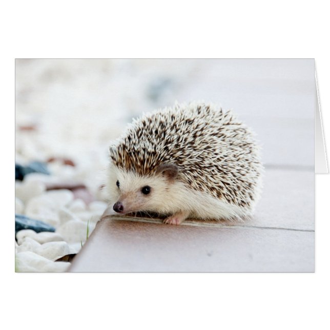 Niedlicher Baby-Igel (Vorderseite (Horizontal))