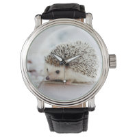 Niedlicher Baby-Igel
