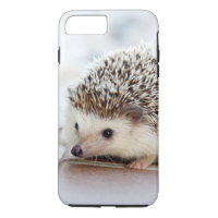 Niedlicher Baby-Igel