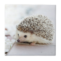 Niedlicher Baby-Igel