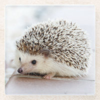Niedlicher Baby-Igel