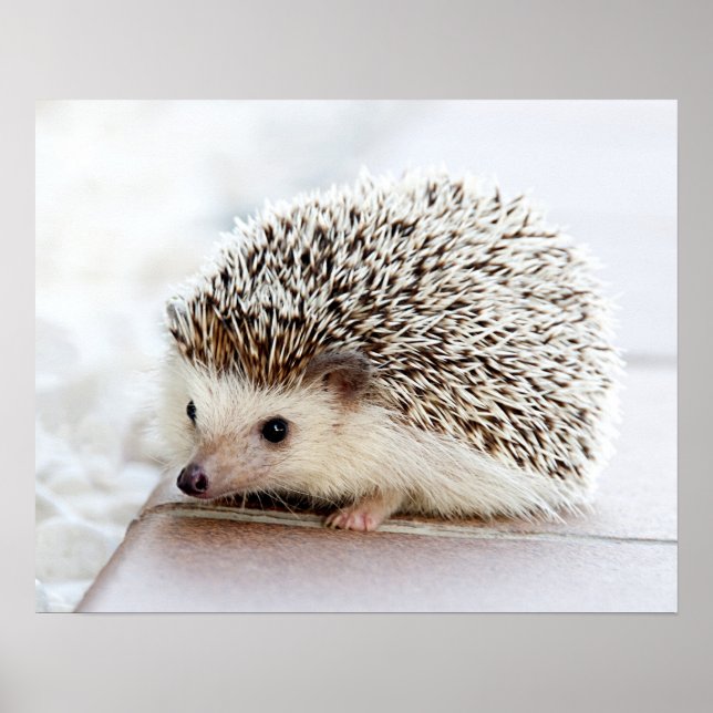 Niedlicher Baby-Igel individuell anpassbar Poster (Vorne)