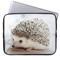 Niedlicher Baby-Igel