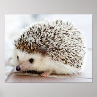 Niedlicher Baby-Igel