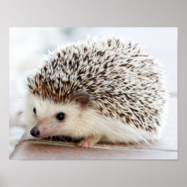 Niedlicher Baby-Igel Poster (Vorne)