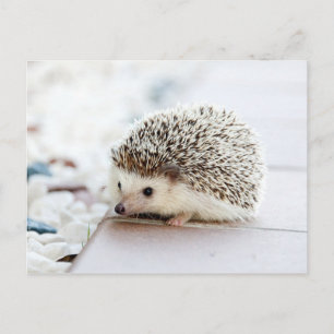 Niedlicher Baby-Igel Postkarte
