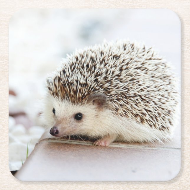 Niedlicher Baby-Igel Rechteckiger Pappuntersetzer (Vorderseite)