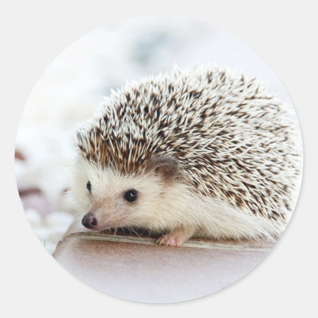 Niedlicher Baby-Igel Runder Aufkleber (Vorderseite)