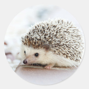 Niedlicher Baby-Igel Runder Aufkleber