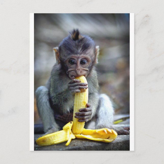 Niedlicher Baby Macaqueaffe, der Banane isst Postkarte (Vorderseite)