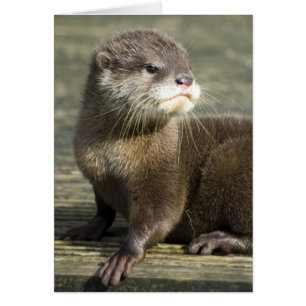 Niedlicher Baby-Otter