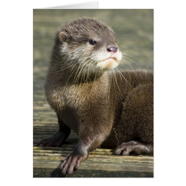 Niedlicher Baby-Otter (Vorne)