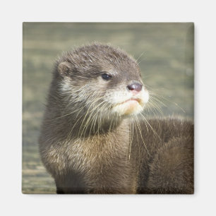 Niedlicher Baby-Otter Magnet