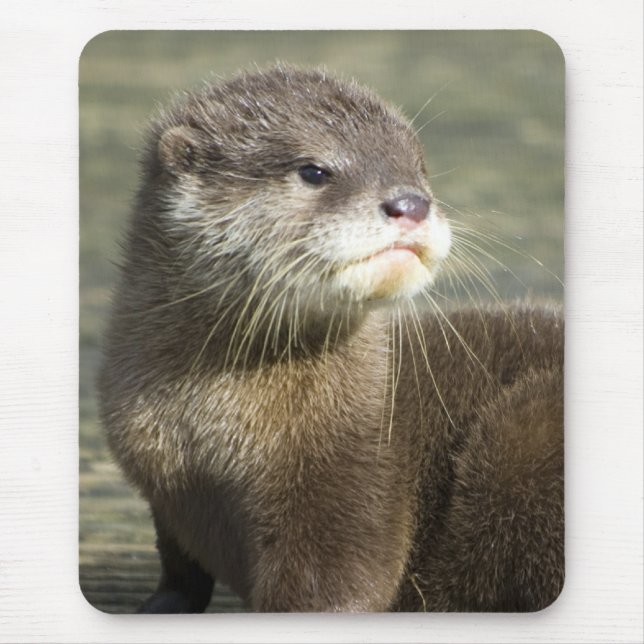 Niedlicher Baby-Otter Mousepad (Vorne)