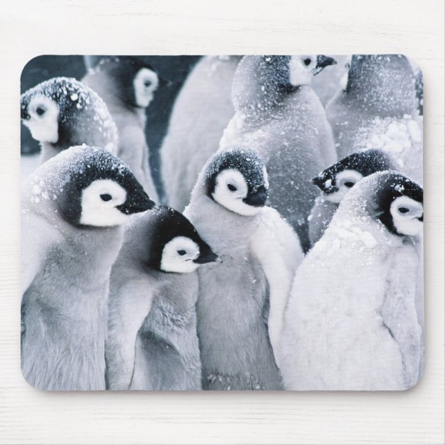 niedlicher Baby Penguin Penguinsentwurf Mousepad (Vorne)