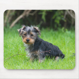 Niedlicher Baby-Yorkie-Welpe mit trauriger Augen-E Mousepad