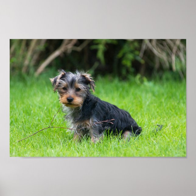 Niedlicher Baby-Yorkie-Welpe mit trauriger Augen-E Poster (Vorne)