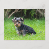 Niedlicher Baby-Yorkie-Welpe mit trauriger Augen-E
